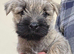 KC reg Cairn Terrier Puppies