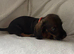 Beautiful litter of Dachshund Puppies For Sale