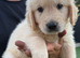 American Line Golden Retrievee