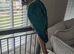 GC Conure turquoise and cinnamon