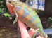 Panther chameleon male