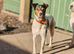 male parson jack Russell's