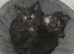 Maine Coon Cross Kittens READY TO LEAVE