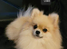 Pomeranian puppies for sale KCreg