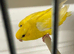 True pair lineolated parakeets ( rare )