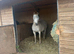 Retirement, Grass & Youngstock Livery Available Nottinghamshire