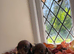 Miniature Dachshund puppies