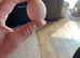 Serama hatching eggs