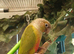 Green cheek conure