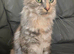 Amaria/breeding pair