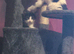 2 beautiful male kittens