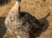 Peafowl for sale
