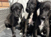 BEDDY WHIPPETS
