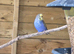 Budgies