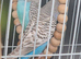 Adult budgies with red eyes