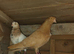 Roller pigeon