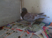 I have 3 pigeons. FOR SALE RACING PIGEON .X TRUPTER. TRUPTER...