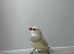 Dimoned firetails finch