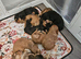 Show cocker spaniel