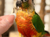 Bonded pair of green cheek conures