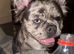 Fluffy merle French bulldog