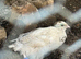 Italian Coturnix Quail hatching eggs