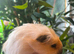 Peruvian, Sheltie & Alpaca baby boars