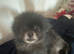 must get rid of my lovley dog due to illness