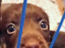 Beautiful little boy puppy. Ready in 2 weeks.