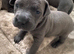 Beautiful American bulldog x cane corso