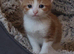 Beautiful kittens