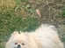 Russian toy Pomeranian boy