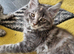 Exceptional GCCF maine coon black silver and torbie litter