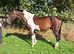 15.3hh Trotter x Cob 6 years old