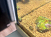 Baby apple snails for sale