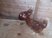 Pakistan  chicken