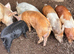 Piglets/weeners