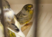 Beautiful gloster canaries