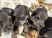 Wowauzer puppies for sale