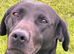Labrador Pups boys and girls ready July