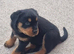 STUNNING PUPPIES AVAILABLE READY FOR THEIR FOREVER HOMES Stunning Rottweiler Puppies for Sale &ndash; Ready for Loving Forever Homes  We are delighted to of