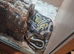 Ball pythons