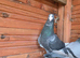 Adana Dewlap Racing Male Peagon