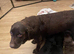 THIS GORGEOUS CHUNKY SHOW BLACK LABRADOR BOY PUPPY (PICTURED) IS LOOKING FOR A LOVING FAMILY HOME .