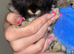 Female Holland lop