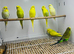Budgies