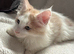 Maine Coon Kittens