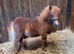 Registered Minature sheltland colt foals.