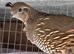 Californian quail pair