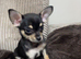 Black and Tan Chihuahua puppy bitch